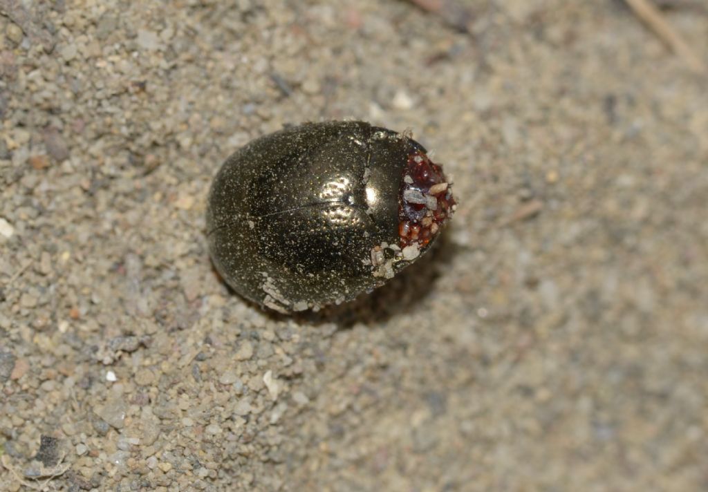 coleottero-grigio rosso:  Chrysolina bankii (Chrysomelidae)